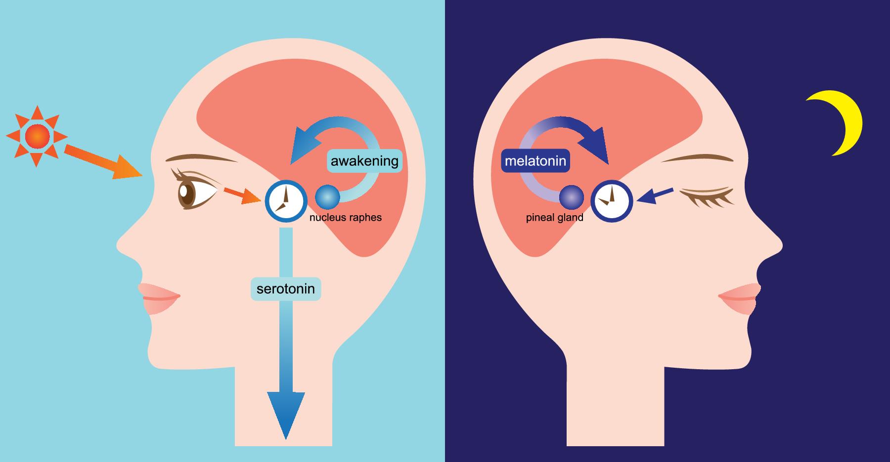 Sleep Disorders